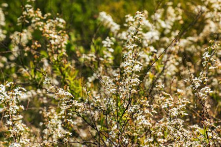 Foto de Thunbergii eadowsweet o Spiraea thunbergii flores. Rosaceae arbusto caducifolio. De marzo a mayo, pequeñas flores blancas con 5 pétalos se ponen en toda la rama. - Imagen libre de derechos