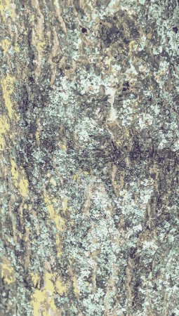 Foto de Ilustración de la corteza de ginnala Acer. Textura del tronco de Acer tataricum subsp ginnala. Fondo de madera viva. cuero de naturaleza forestal. - Imagen libre de derechos
