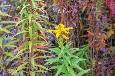 Photo for Canadian goldenrod or Solidago canadensis. It has antispasmodic, diuretic and anti-inflammatory effects. - Royalty Free Image