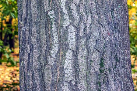Foto de Corteza de Quercus cerris, roble de Turquía o roble austriaco. Textura. Vista abstracta. - Imagen libre de derechos