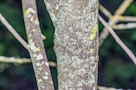 Photo for Closeup of a pawpaw tree or Asimina triloba bark. - Royalty Free Image