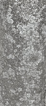 Photo for Illustration of Asimina triloba bark background texture - Royalty Free Image