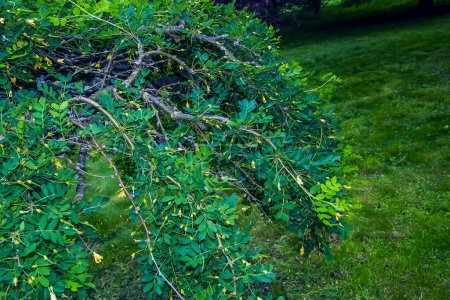 Téléchargez les photos : Floraison printanière Pleurant Pois de Sibérie ou Caragana arborescens Pendula - en image libre de droit