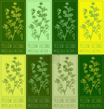 Photo for Set drawing of YELLOW LUCERNE in various colors. Hand drawn illustration. Latin name MEDICAGO FALCATA L. - Royalty Free Image