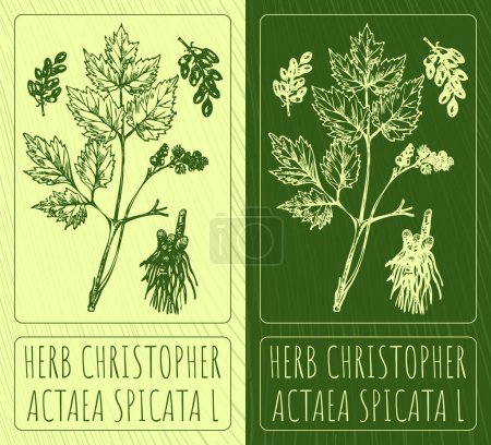 Photo for Drawings HERB CHRISTOPHER. Hand drawn illustration. Latin name ACTAEA SPICATA L. - Royalty Free Image