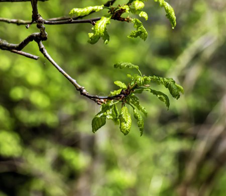 Photo for Quercus petraea in spring. Spring oak leaves. Selective focus. - Royalty Free Image