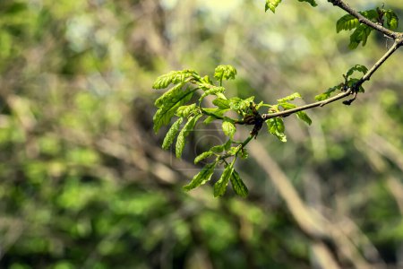 Téléchargez les photos : Quercus petraea au printemps. Feuilles de chêne de printemps. Concentration sélective. - en image libre de droit