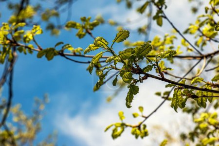Téléchargez les photos : Quercus petraea au printemps. Feuilles de chêne de printemps. Concentration sélective. - en image libre de droit