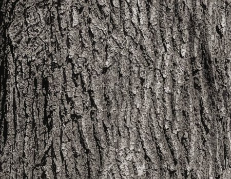 Téléchargez les photos : Illustration du gros plan sur écorce de chêne. La texture du tronc du chêne Quercus petraea ou chêne géorgien. Fond de bois vivant. Peau de la forêt nature. - en image libre de droit