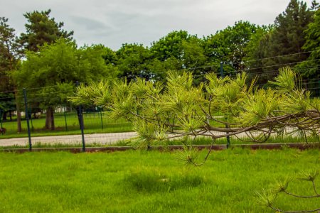 Foto de Pinus strobus planta, árbol grande. crece en las regiones nororientales de América del Norte. ideal para plantar en el jardín y para el diseño del paisaje. - Imagen libre de derechos