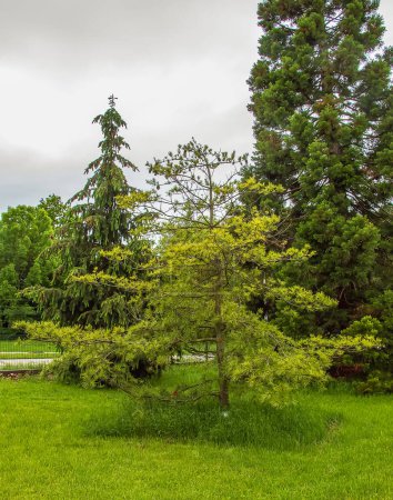 Foto de Pinus strobus planta, árbol grande. crece en las regiones nororientales de América del Norte. ideal para plantar en el jardín y para el diseño del paisaje. - Imagen libre de derechos