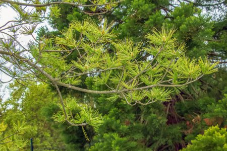 Téléchargez les photos : Pinus strobus plante, grand arbre. pousse dans les régions du Nord-Est de l'Amérique du Nord. idéal pour planter dans le jardin et pour l'aménagement paysager. - en image libre de droit