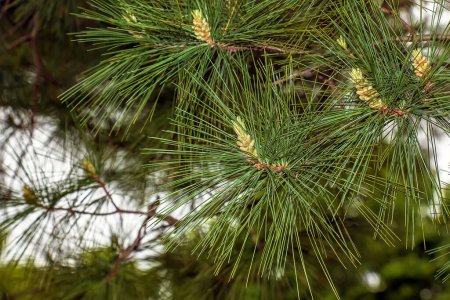 Téléchargez les photos : Pinus strobus plante, grand arbre. pousse dans les régions du Nord-Est de l'Amérique du Nord. idéal pour planter dans le jardin et pour l'aménagement paysager. - en image libre de droit