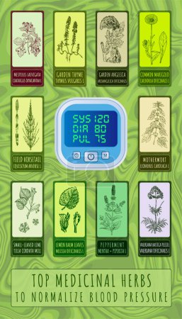 Photo for Set of  Hand drawn illustrations. TOP MEDICINAL HERBS FOR NORMALIZING BLOOD PRESSURE - Royalty Free Image