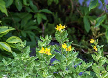 Lysimachia nummularia, Flores pequeñas amarillas sobre un fondo de pequeñas hojas redondeadas.