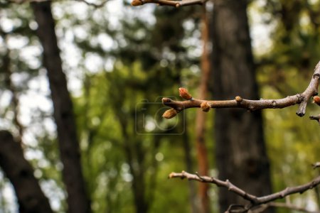 Téléchargez les photos : Branches avec bourgeons de sumac staghorn au début du printemps dans le jardin. - en image libre de droit