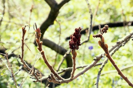 Téléchargez les photos : Branches avec bourgeons de sumac staghorn au début du printemps dans le jardin. - en image libre de droit