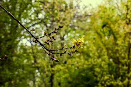 Photo for Sessile oak or Quercus petraea new springtime foliage and male catkins - Royalty Free Image