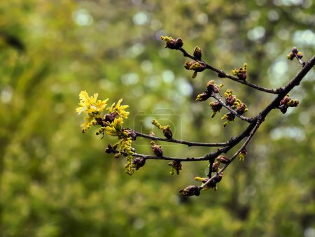 Téléchargez les photos : Chêne sessile ou Quercus petraea nouveau feuillage printanier et chatons mâles - en image libre de droit