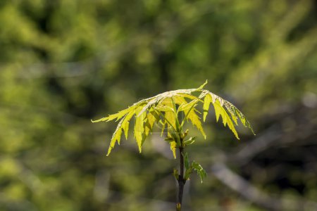Photo for Leaves and seeds of the field maple or Acer campestre in early spring. - Royalty Free Image
