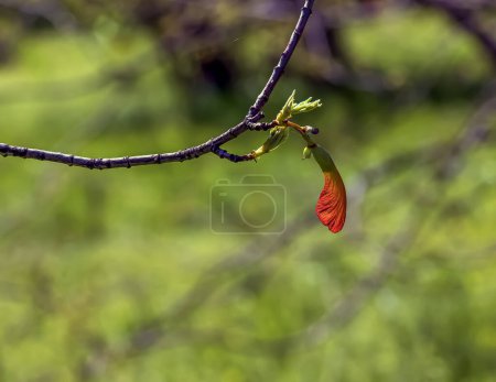 Photo for Leaves and seeds of the field maple or Acer campestre in early spring. - Royalty Free Image