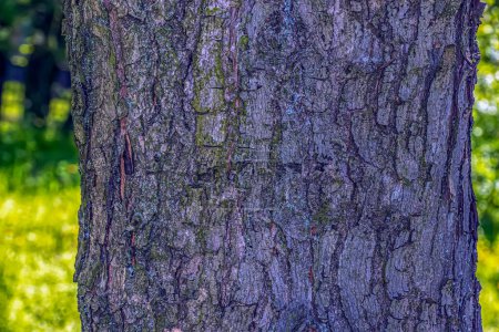 Photo for Bark texture of Field Maple or Acer campestre. Natural leather nature background. - Royalty Free Image