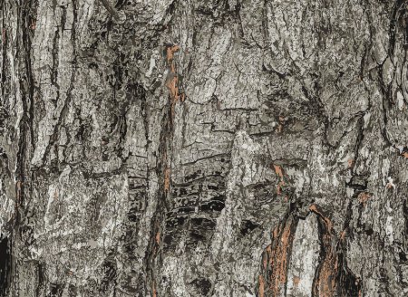 Photo for Illustration of the bark texture of Field Maple or Acer campestre. Natural leather nature background. - Royalty Free Image