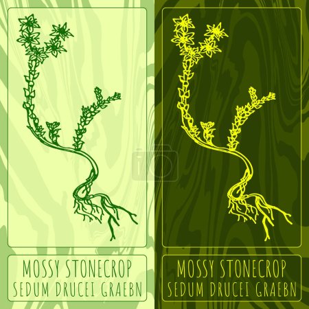 Drawings of GOLDMOSS STONECROP in different colors. Hand drawn illustration. Latin name SEDUM ACRE L.