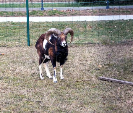 European mouflon Ovis orientalis in the nursery of the Agricultural University in Nitra, Slovakia.