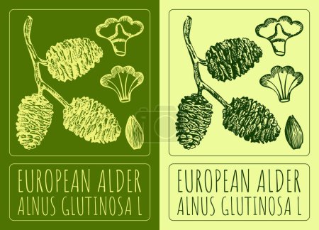 Zeichnungen EUROPÄISCHER ALDER. Handgezeichnete Illustration. Lateinischer Name ALNUS GLUTINOSA L.