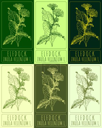 Set of drawings of ELFDOCK in different colors. Hand drawn illustration. Latin name INULA HELENIUM L.