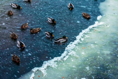 Anatinae ducks on a winter icy river in frosty weather.