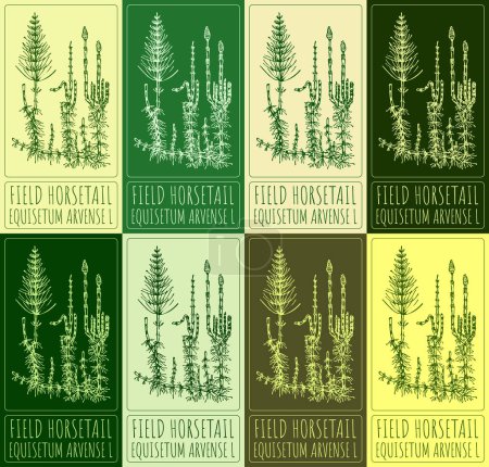Set of drawings of FIELD HORSETAIL in different colors. Hand drawn illustration. Latin name EQUISETUM ARVENSE L.
