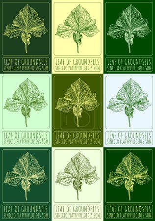 Set of drawings of LEAF OF GROUNDSELS in different colors. Hand drawn illustration. Latin name SENECIO PLATYPHYLLOIDES SOM.