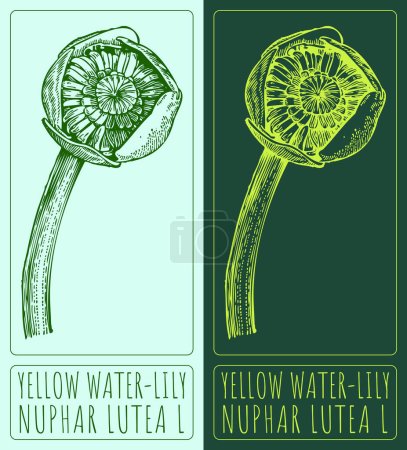 Drawings YELLOW WATER-LILY. Hand drawn illustration. Latin name NUPHAR LUTEA L.