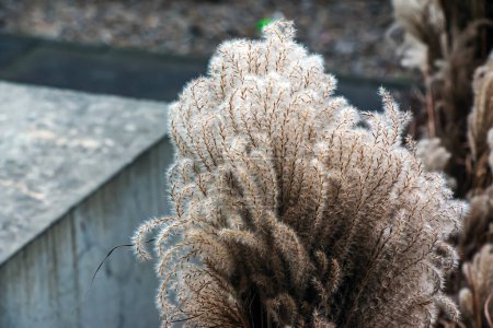 Miscanthus as an element of the urban landscape on the streets of Nitra in cloudy weather in January