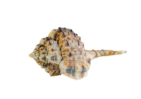 Shell of sea mollusk Woodcock Murex, lat. Haustellum haustellum, isolated on white background