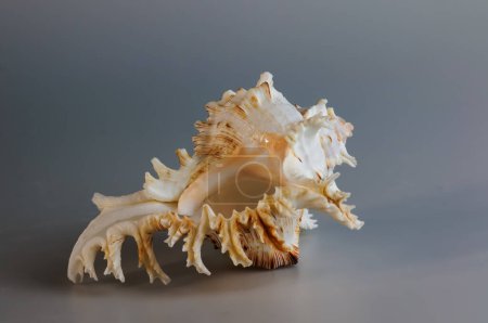 Photo for Seashell of Chicoreus ramosus, the Ramose murex or Branched murex, lateral side view - Royalty Free Image