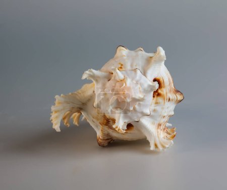Seashell of Chicoreus ramosus, the Ramose murex or Branched murex, lateral side view