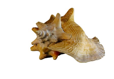 Large west indies lambi shell on a white background Spiral seashell taken closeup
