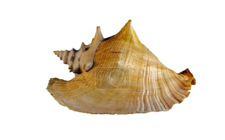 Large west indies lambi shell on a white background Spiral seashell taken closeup