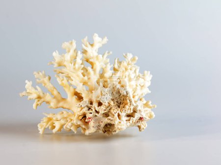 Souvenir de corail de mer. Isolé sur fond blanc.