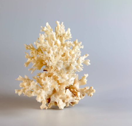 Souvenir de corail de mer. Isolé sur fond blanc.
