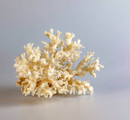 Foto de Un recuerdo de coral marino. Aislado sobre un fondo blanco. - Imagen libre de derechos