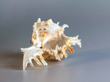 Photo for Seashell of Chicoreus ramosus, the Ramose murex or Branched murex, lateral side view - Royalty Free Image