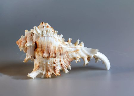 Muschel von Chicoreus ramosus, Ramose murex oder Verzweigter murex, Seitenansicht