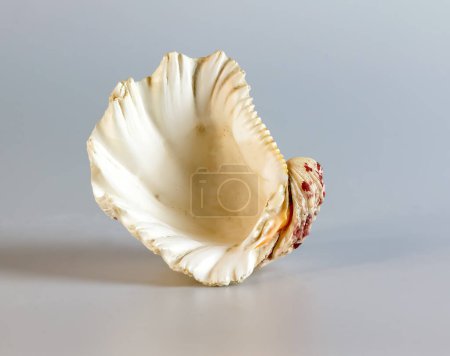 Shell of a large sea mollusk Tridacna gigas on a white background