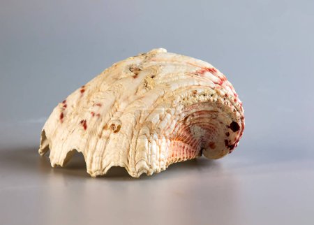 Muschel eines großen Muschelkrebses Tridacna gigas auf weißem Hintergrund