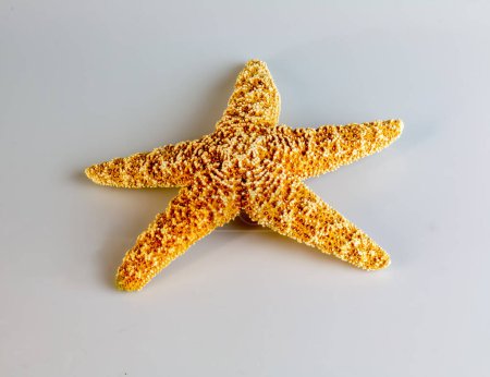 Starfish Asterias Rubens on a white background. Natural starfish.