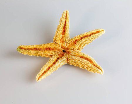 Estrella de mar Asterias Rubens sobre un fondo blanco. Estrella de mar natural.